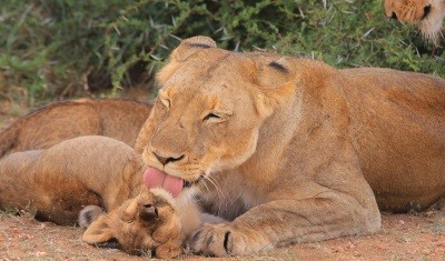 Állatok és kicsinyeik /Diafilm - 0