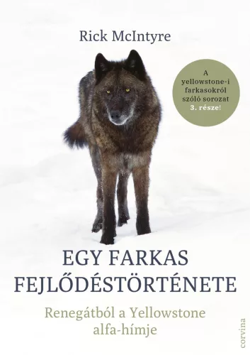 Egy farkas fejlődéstörténete - Renegátból a Yellowstone alfa-hímje - Állatvilág  témájú könyvek és olvasmányok